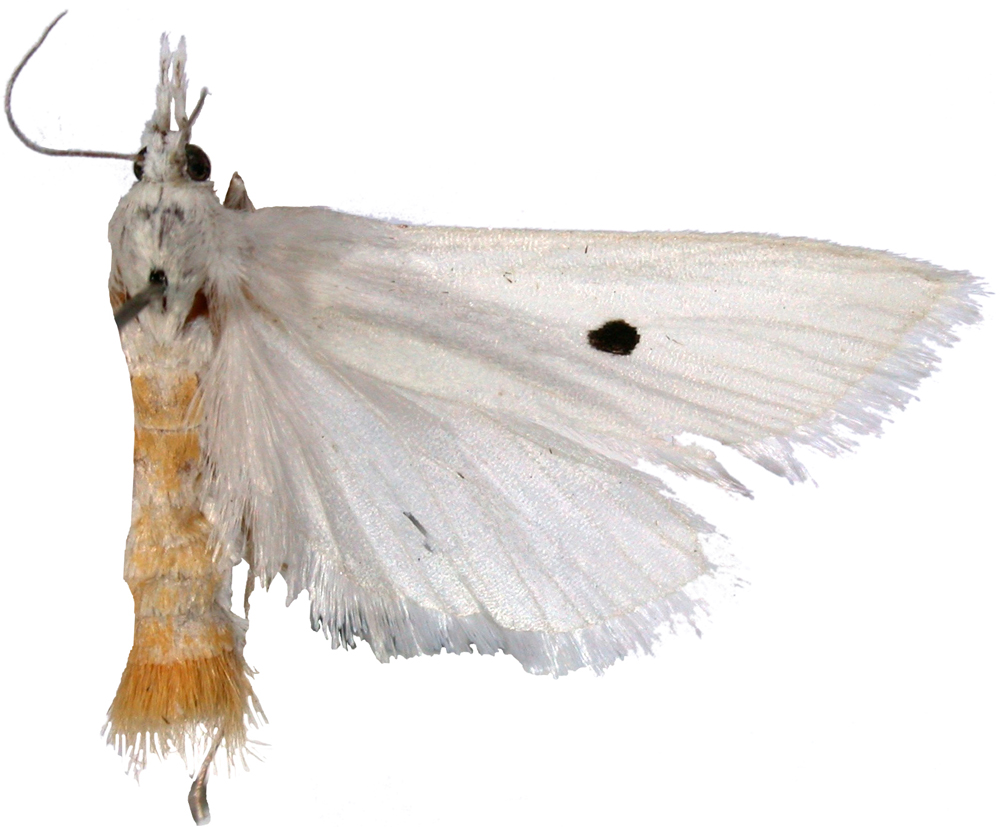 Scirpophaga excerptalis Walker