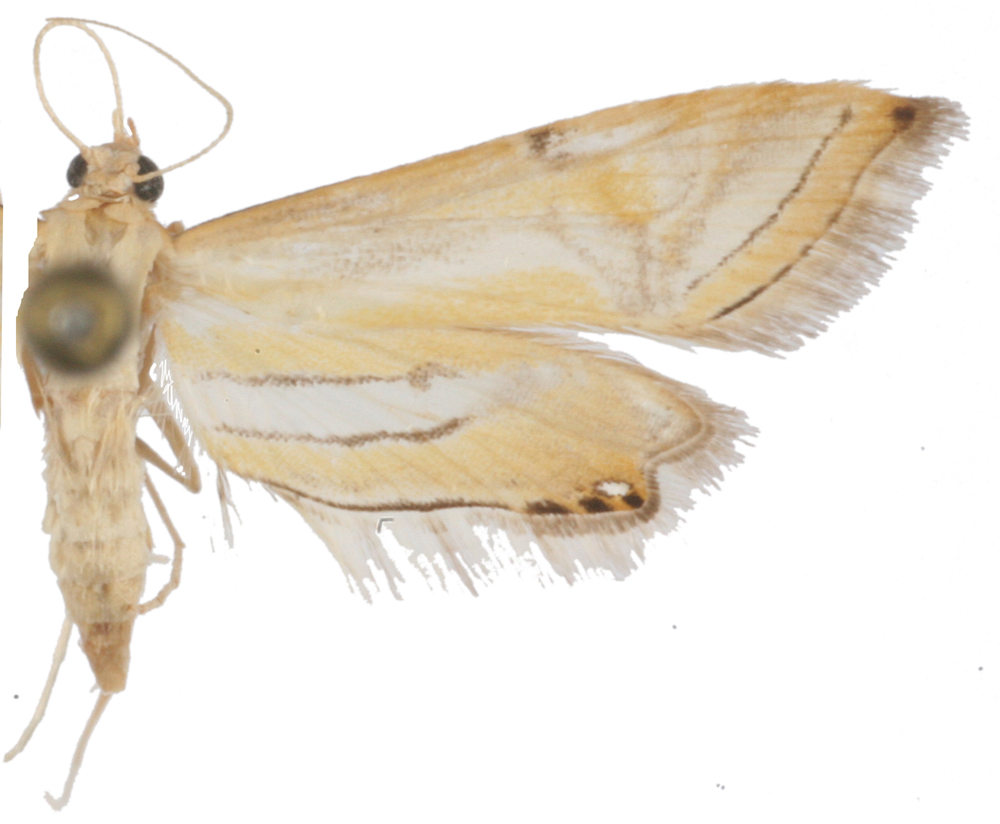 Eristena excisalis Snellen