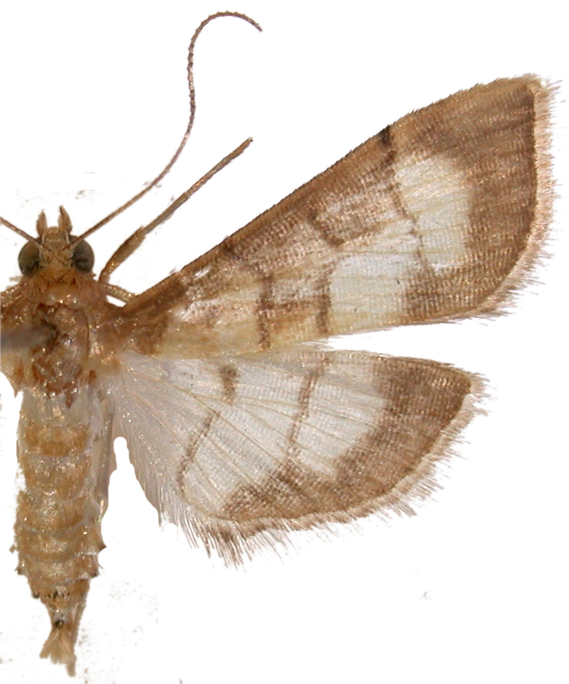 Cnaphalocrocis exigua Butler