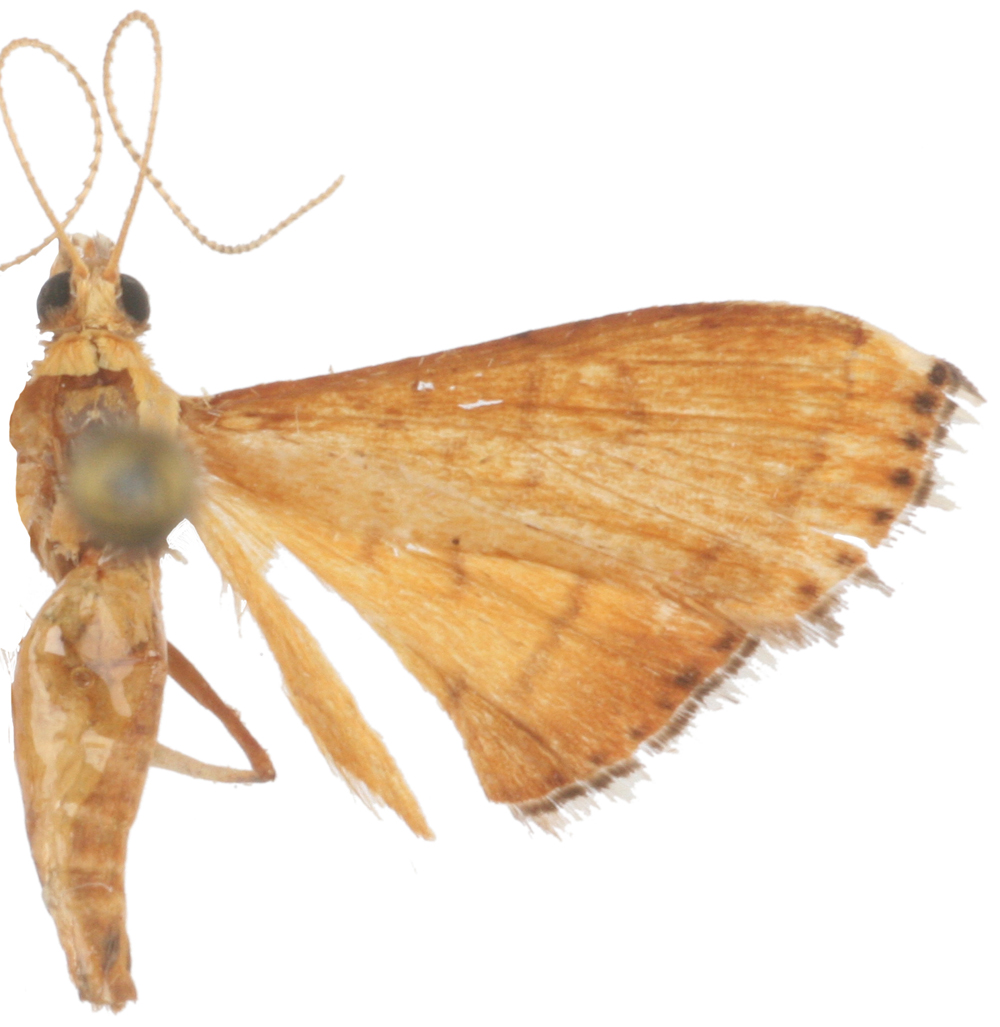 Mabra fauculalis Walker