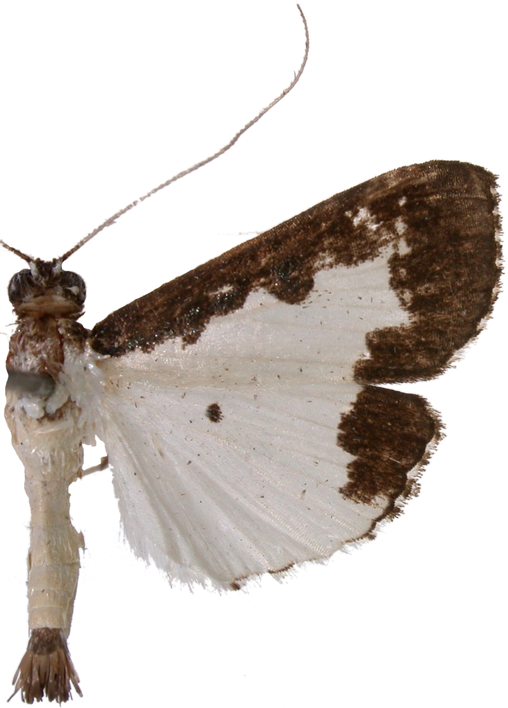 Caprinia felderi