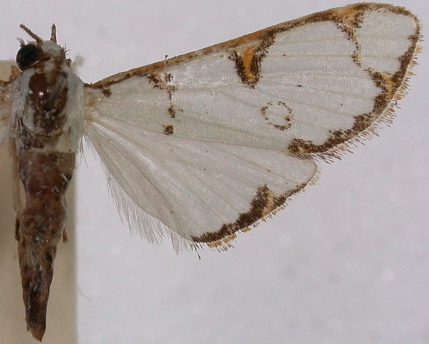 Cirrhochrista figuratalis Walker