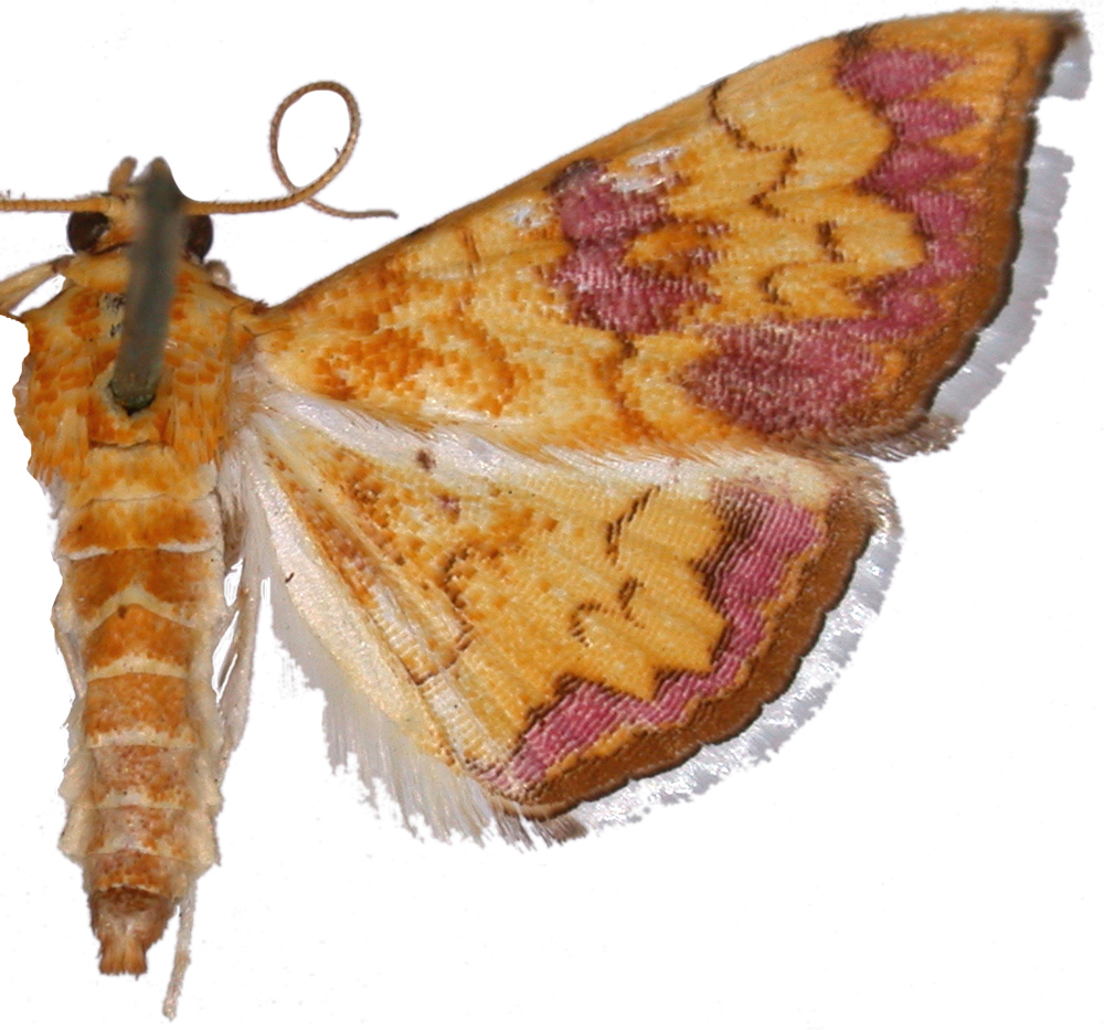 Isocentris filalis Guenée
