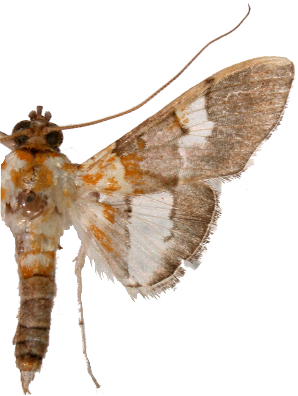 Aetholix flavibasalis Guenée