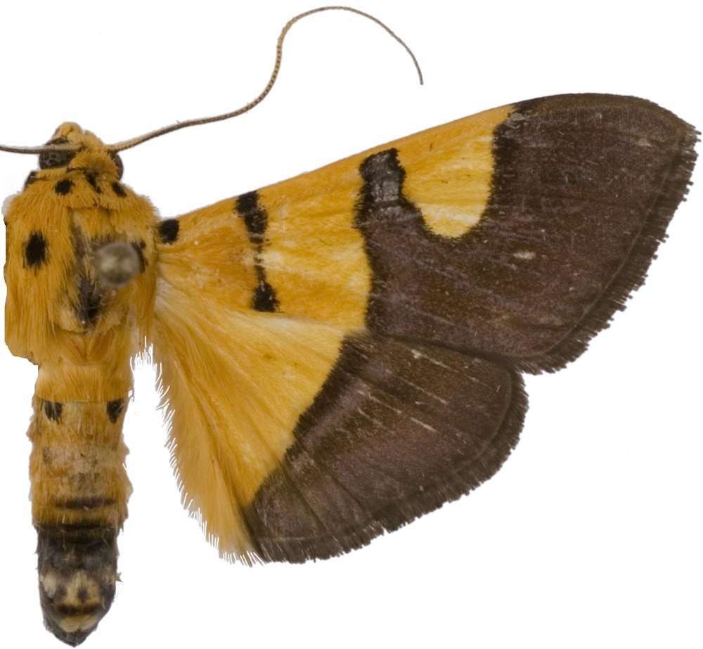 Endocrossis flavibasalis Moore