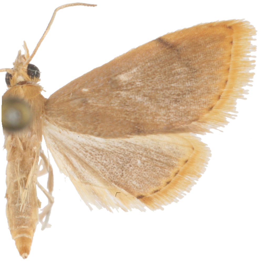 Lepidoplaga flavicinctalis Snellen