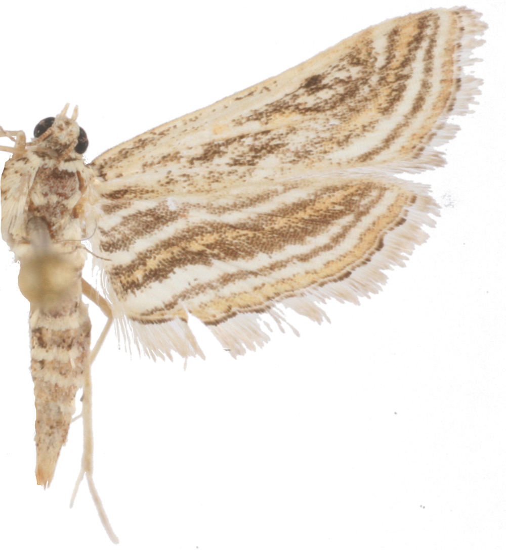 Parapoynx fluctuosalis Zeller