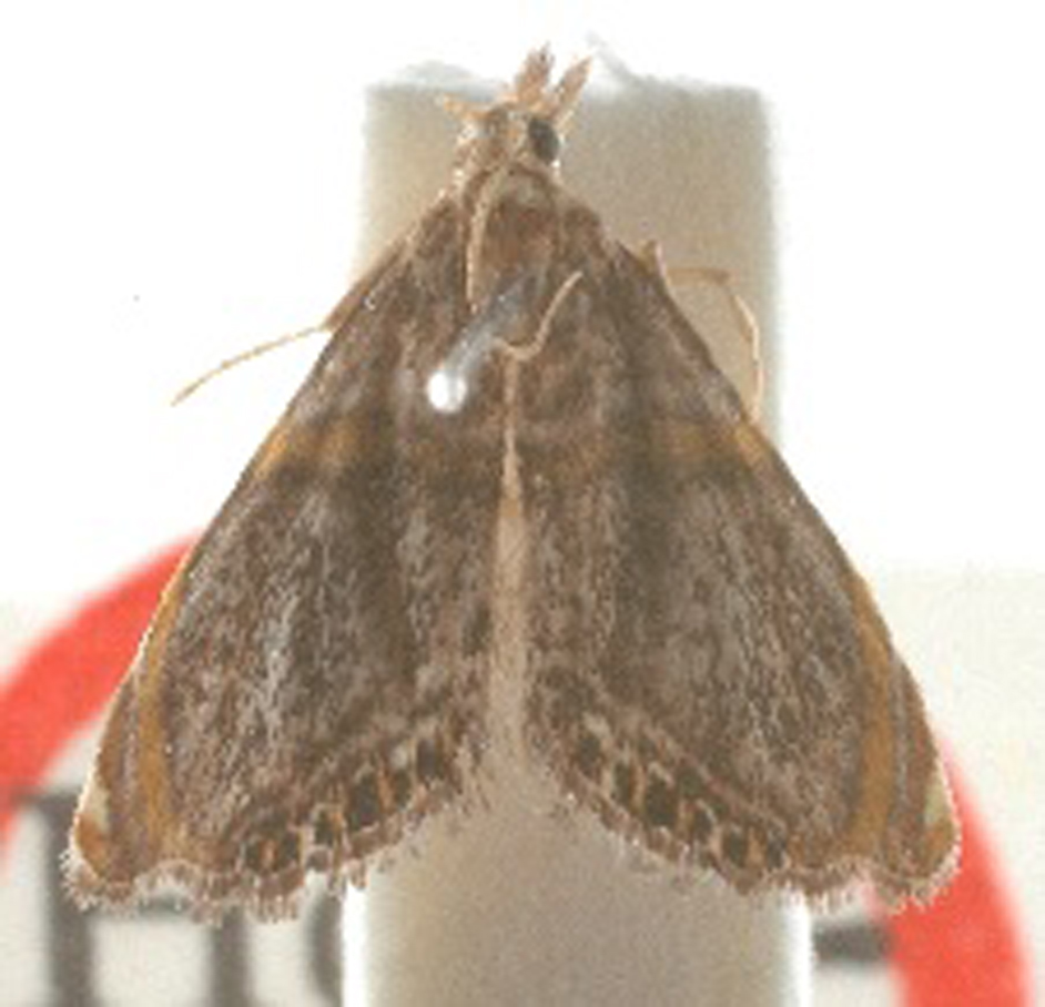Peniculimius fructus Schouten