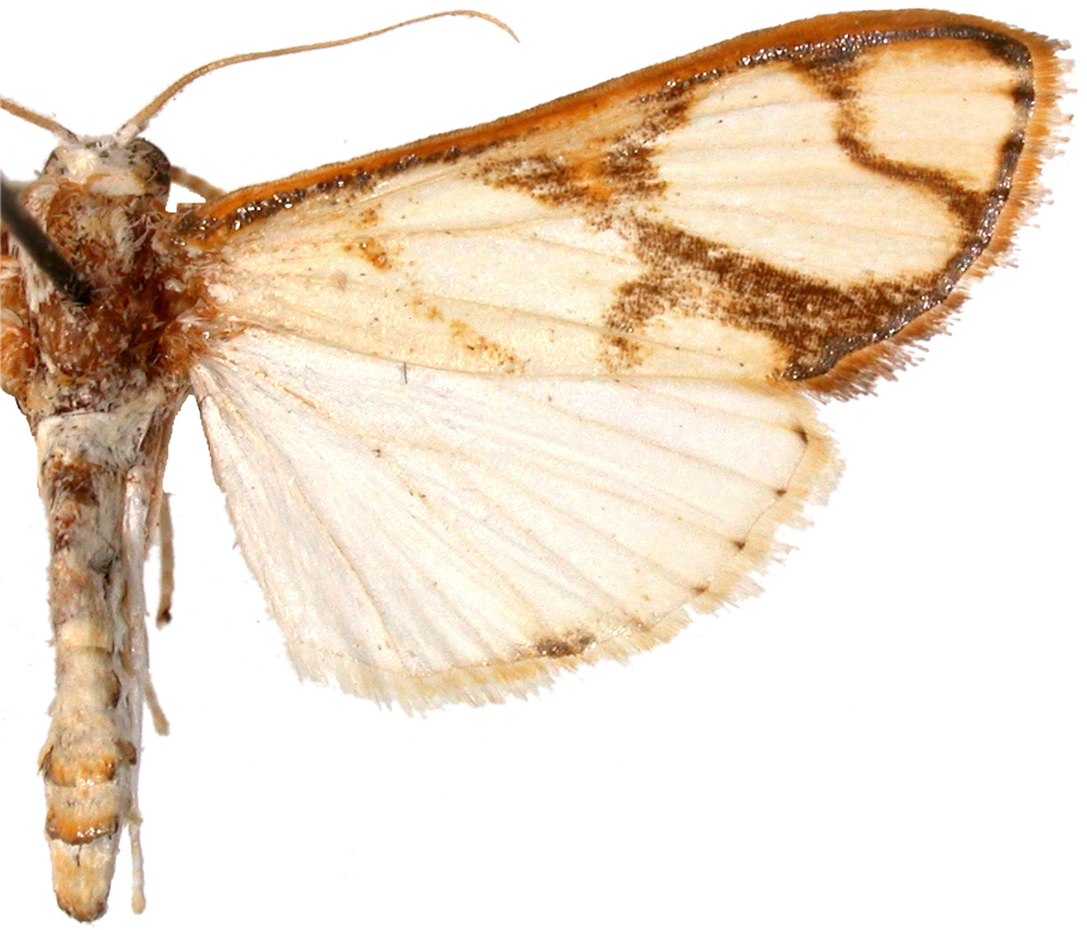 Cirrhochrista fumipalpis Felder & Rogenhöfer