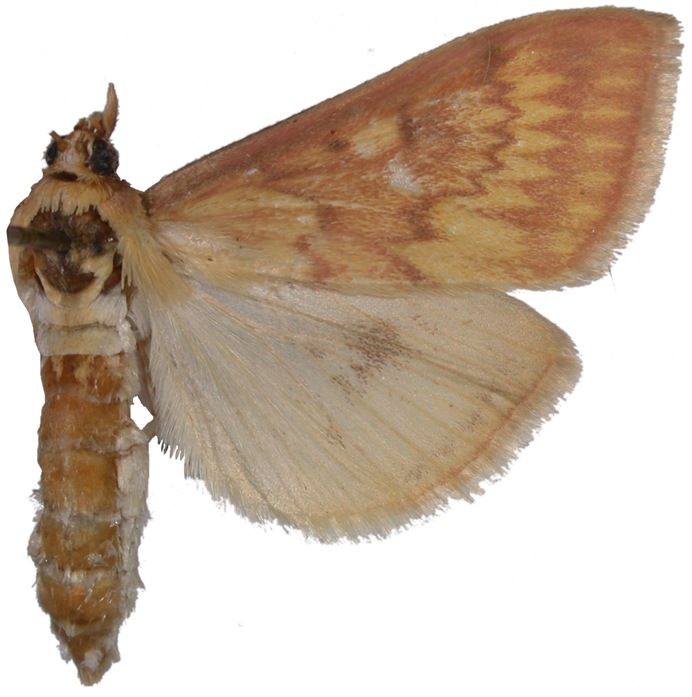Ostrinia furnacalis Guenée