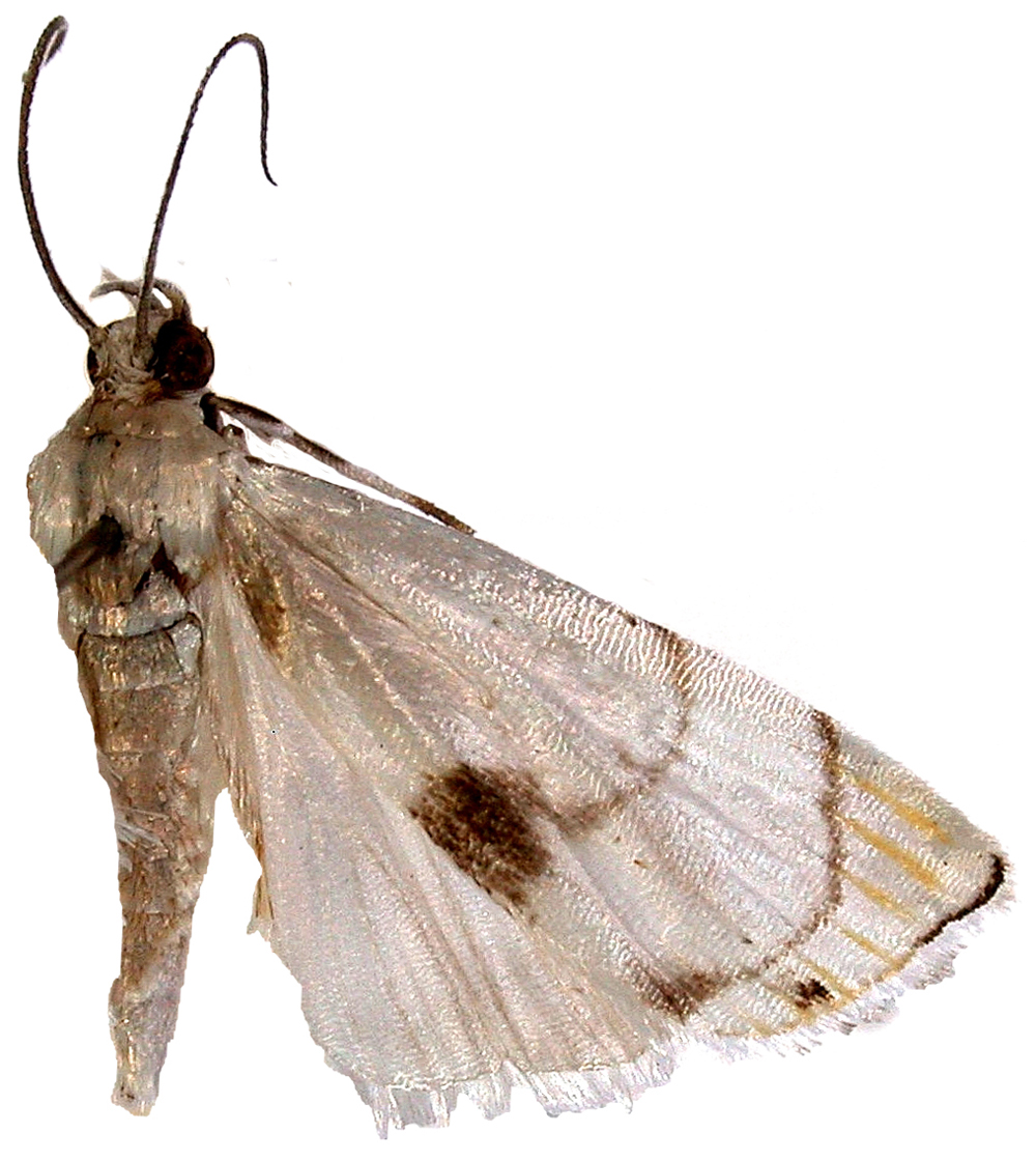 Gargela sp. 1