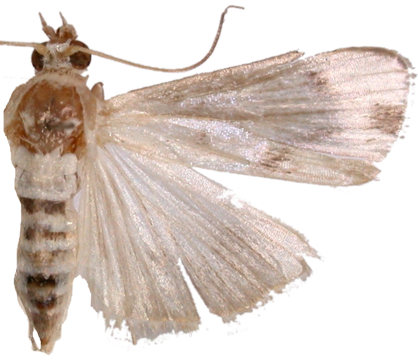 Gargela Sp. 7