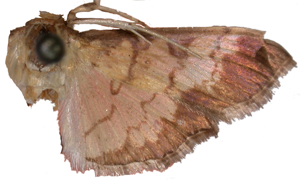 Uresiphita geographicalis Guenée