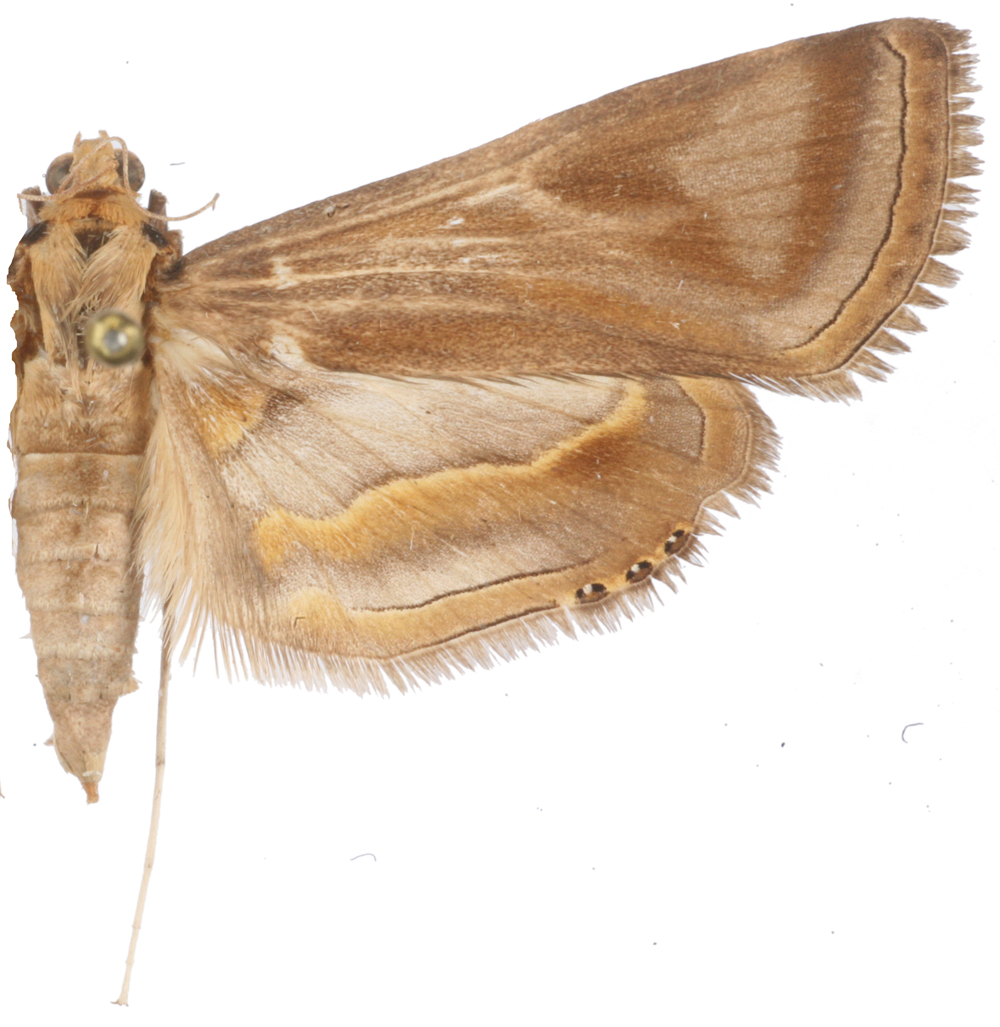 Eoophyla gibbosalis Guenee