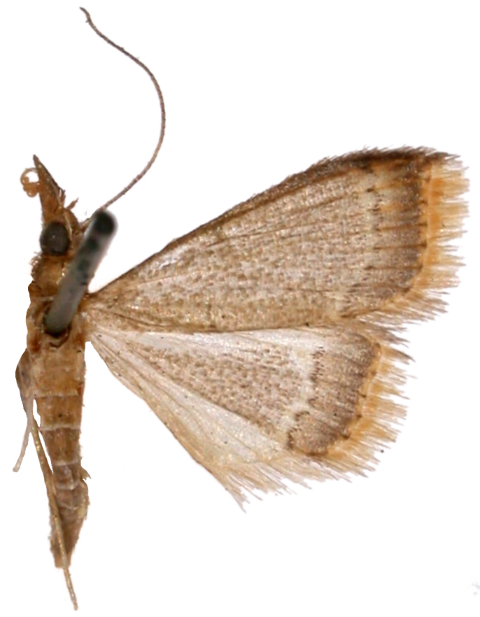 Clupeosoma glaucinalis Hampson