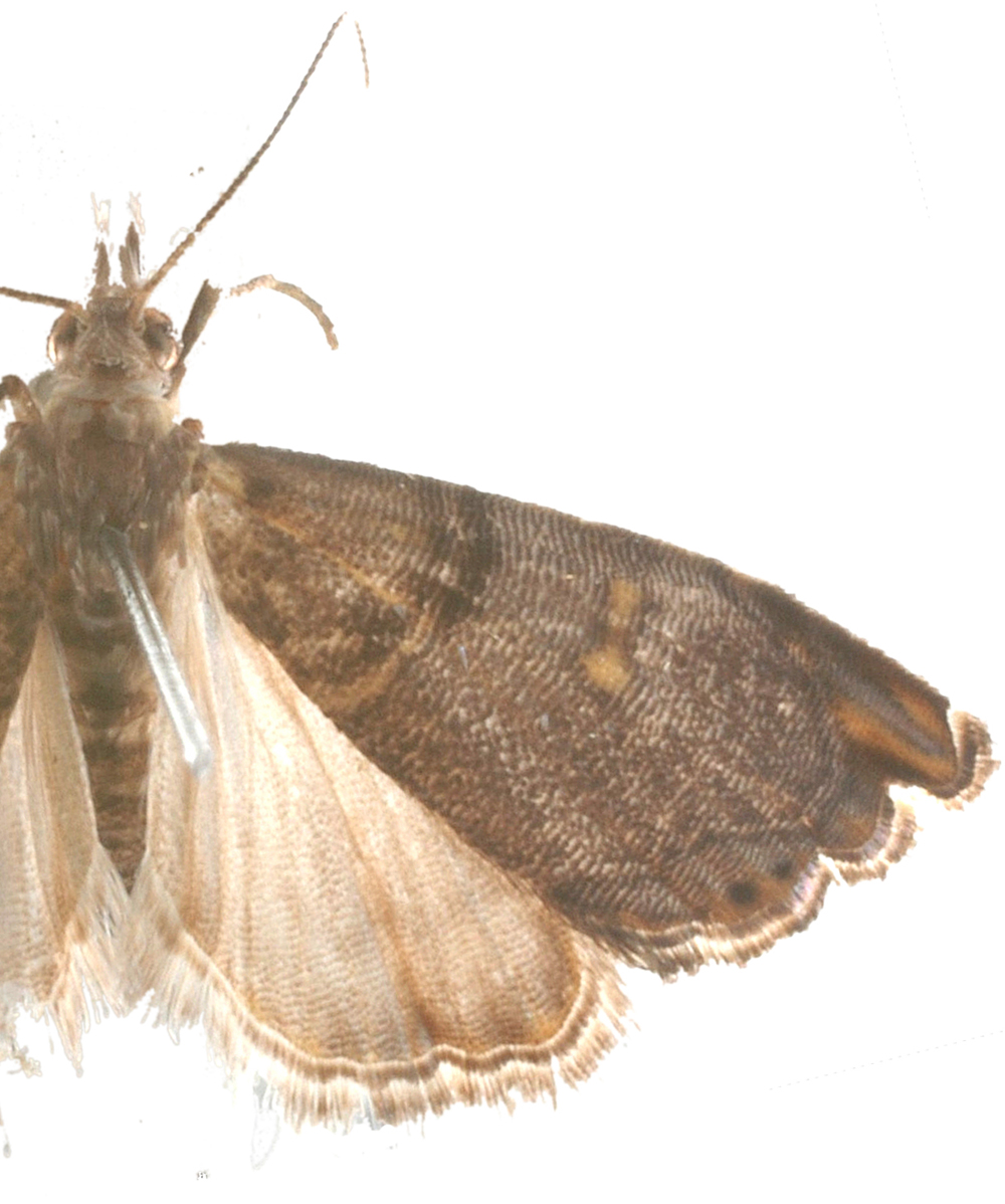 Glaucocharis sp. 1
