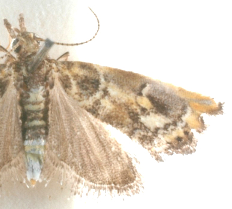 Glaucocharis sp. 3