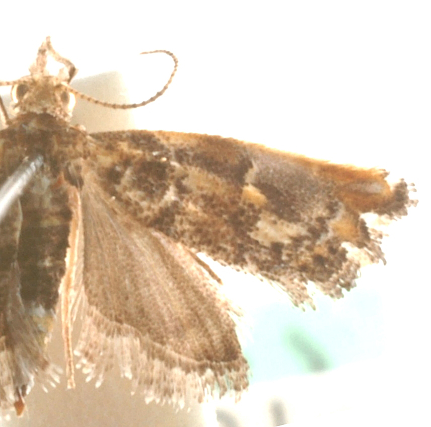 Glaucocharis sp. 4