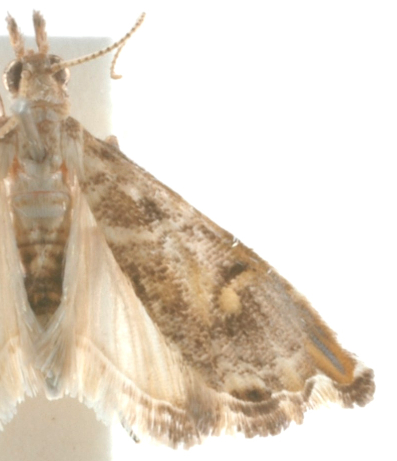 Glaucocharis sp. 6