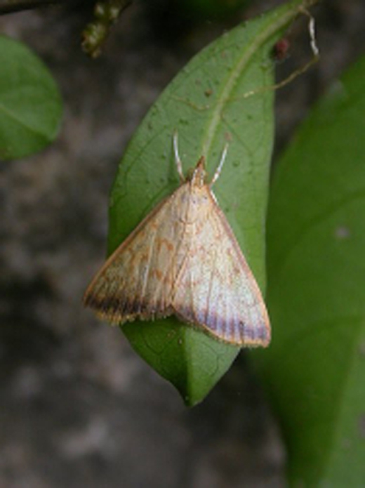 Sinobotys habisalis Walker