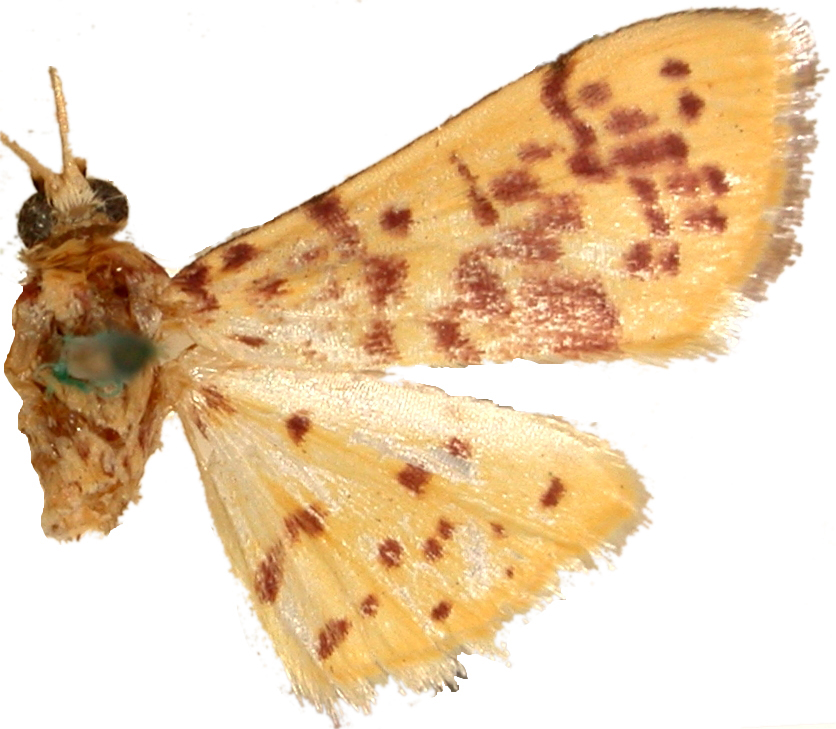 Conogethes haemactalis Snellen