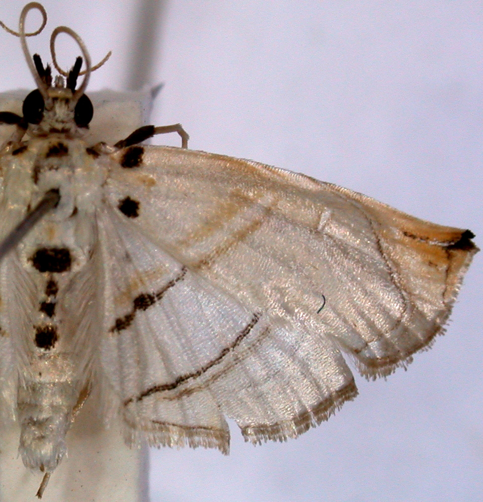 Hendecasis hampsoni South