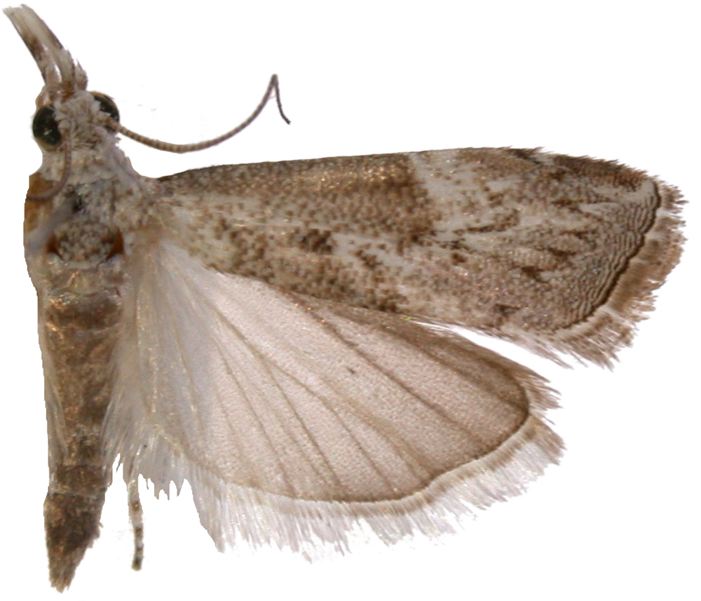 Culladia hastiferalis Walker