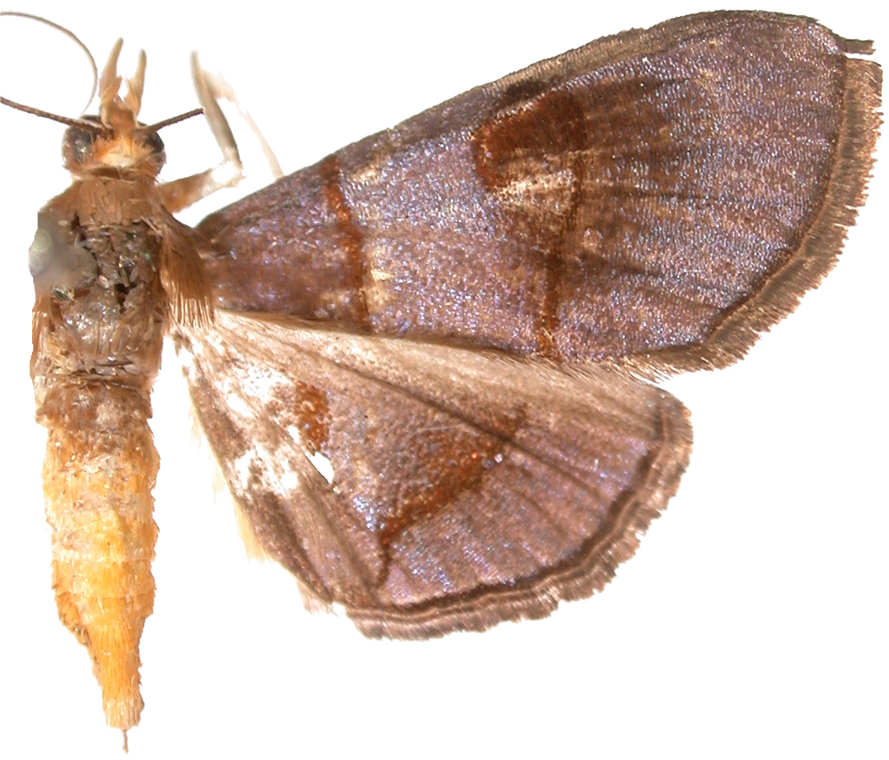 Hemiscopis suffusalis Walker