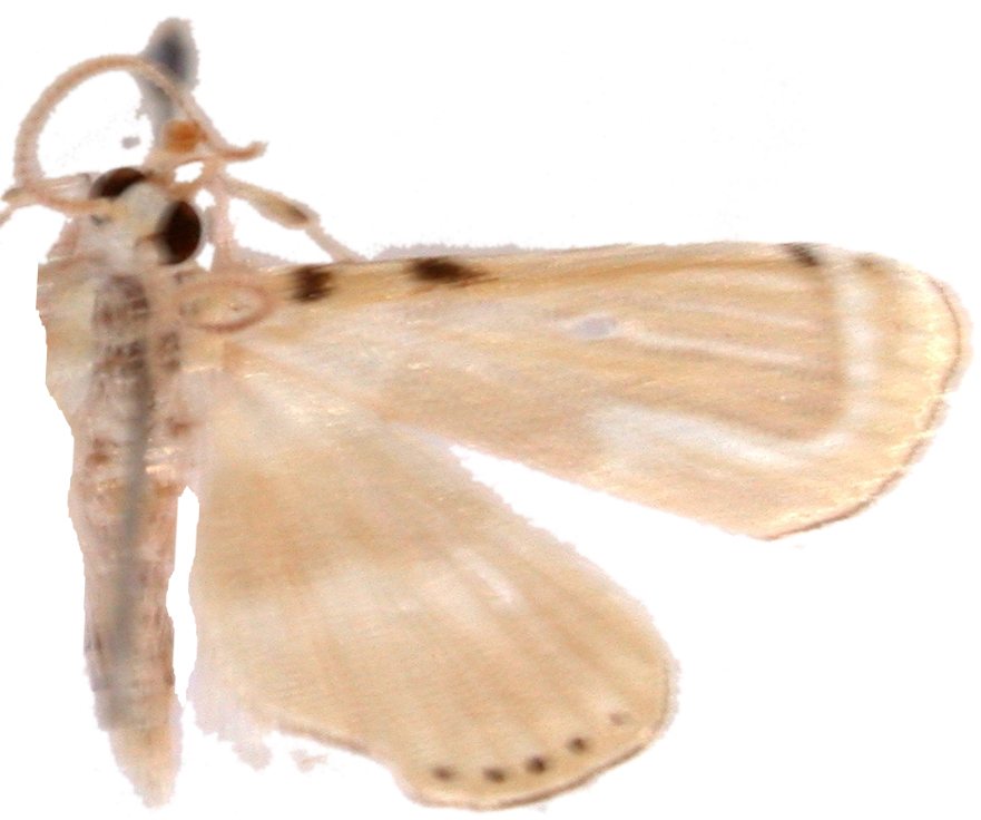 Hendecasis sp. 1