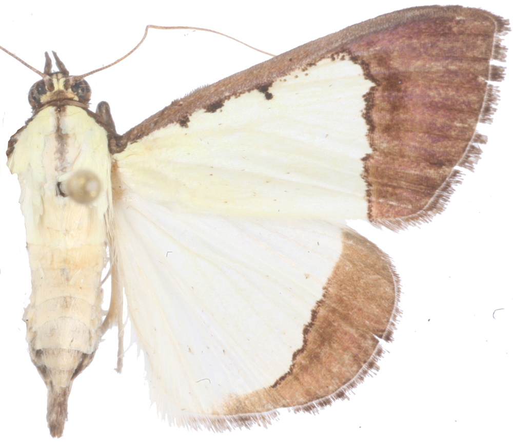 Pitama hermesalis Walker