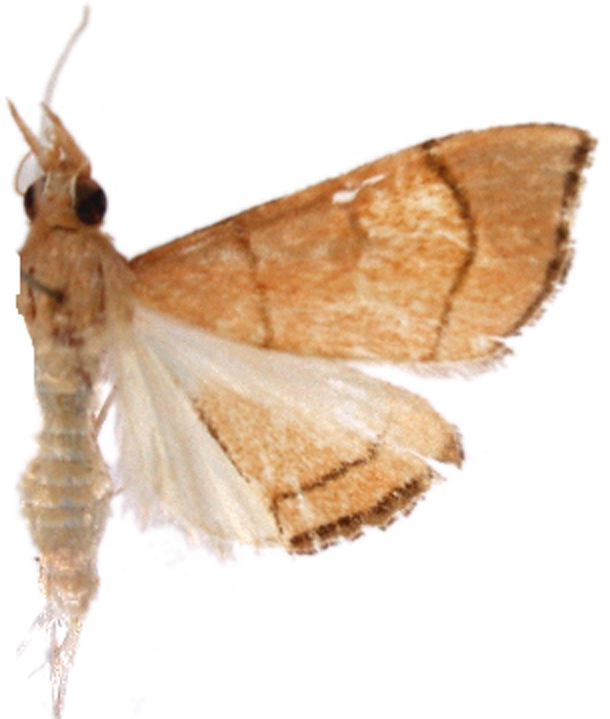 Hydrorybina sp. 1