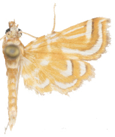 Ambia iambealis Walker