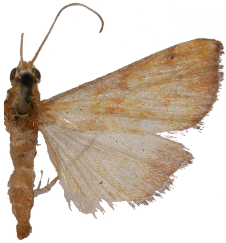 Autocharis ignealis Hampson