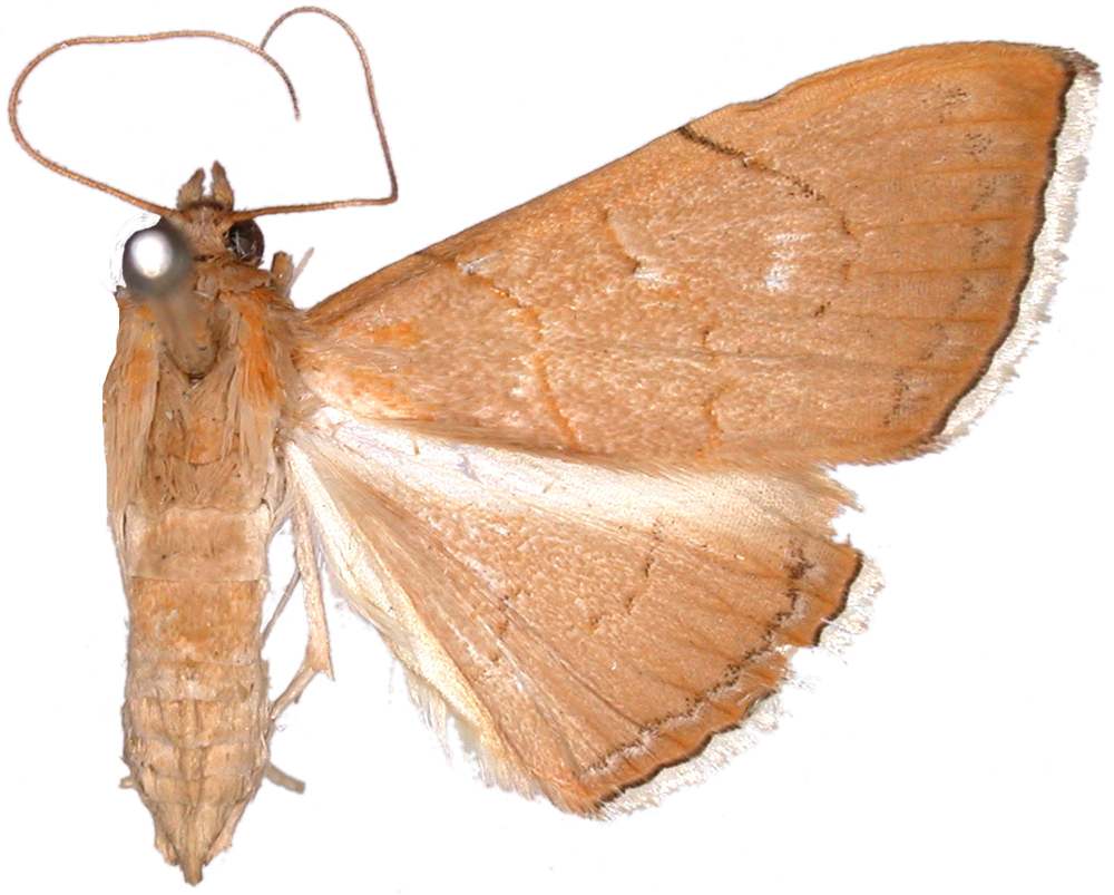 Hyalobathra illectalis Walker