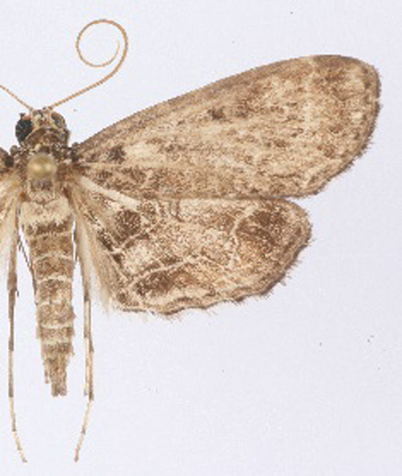 Paracymoriza immanis Hampson