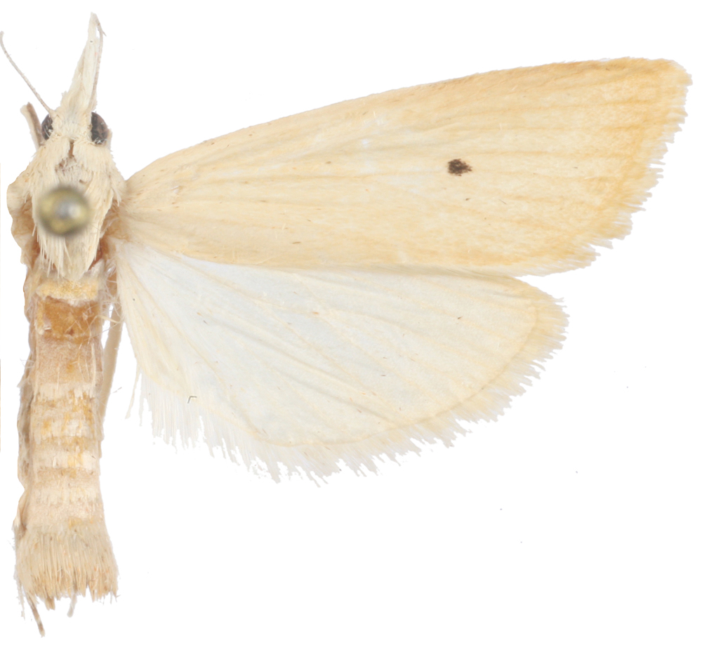 Scirpophaga incertulas Walker