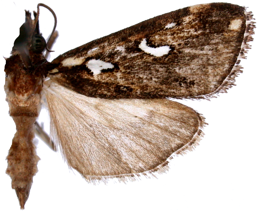 Perimeceta incrustalis Snellen