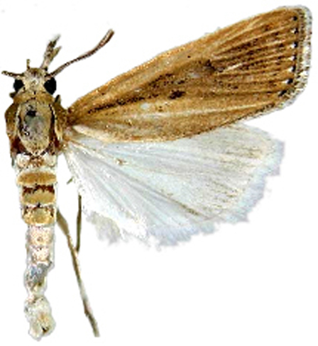 Chilo infuscatellus Snellen