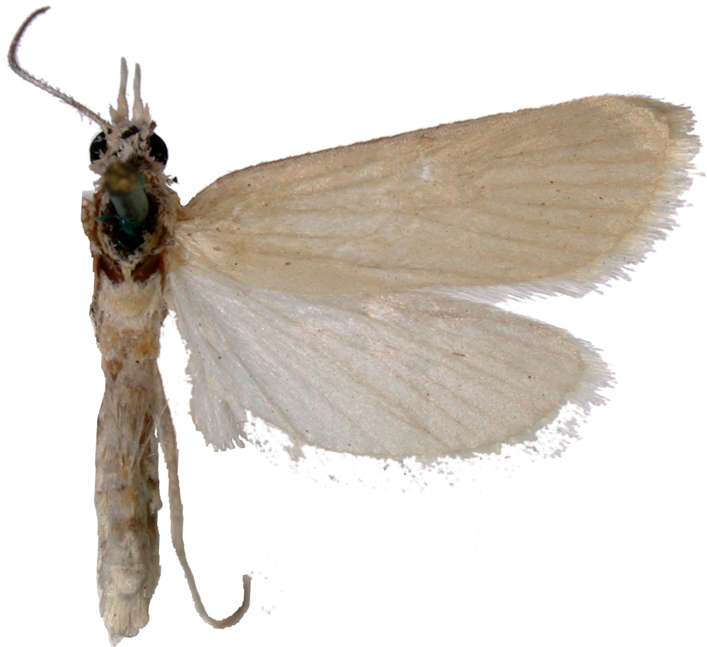 Scirpophaga innotata Walker