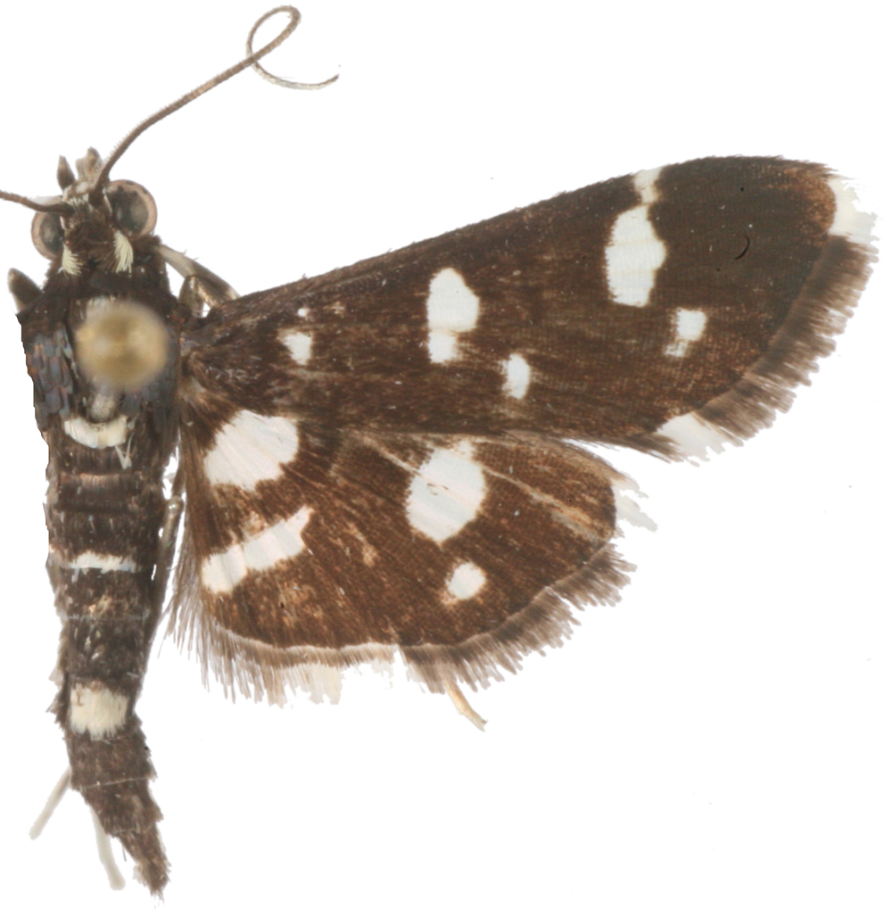 Bocchoris inspersalis Zeller