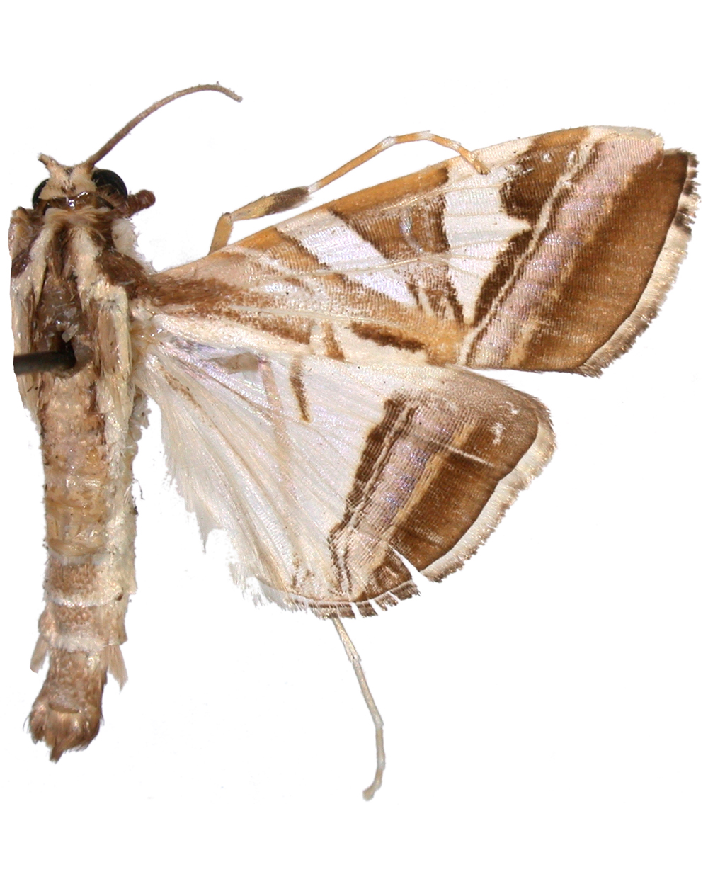 Agrioglypta itysalis Walker