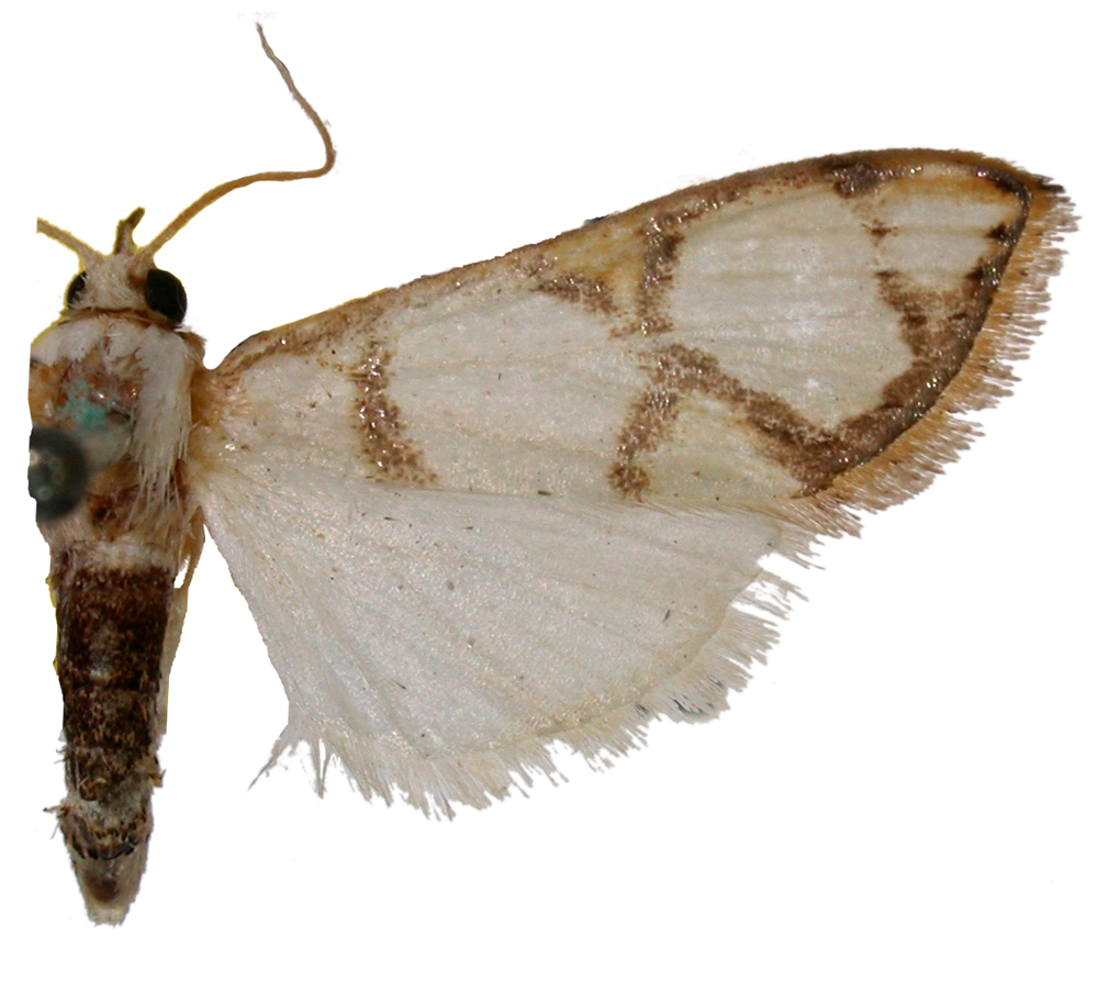 Cirrhochrista kosemponialis Strand