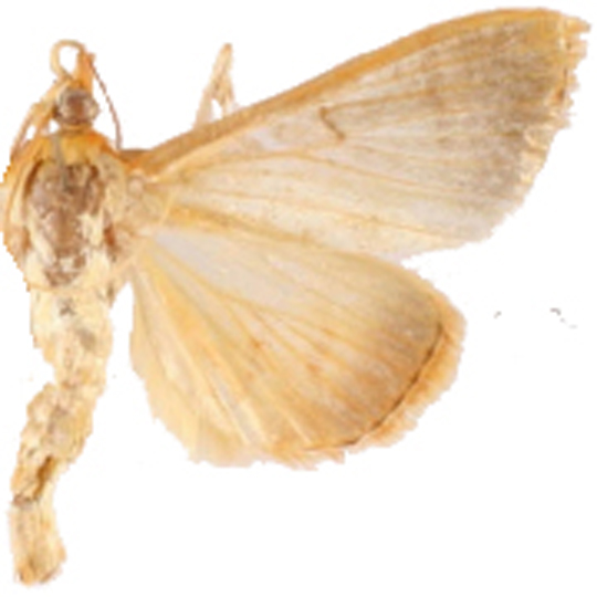 Lepidoplaga sp. 1