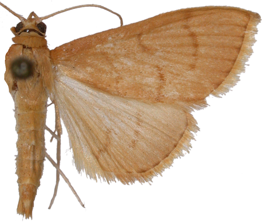 Lepidoplaga sp. 2