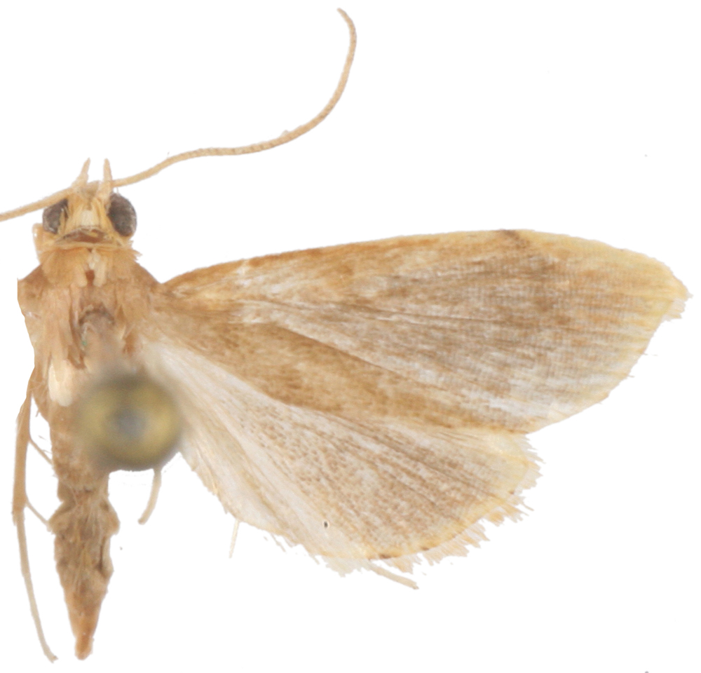 Lepidoplaga sp. 3