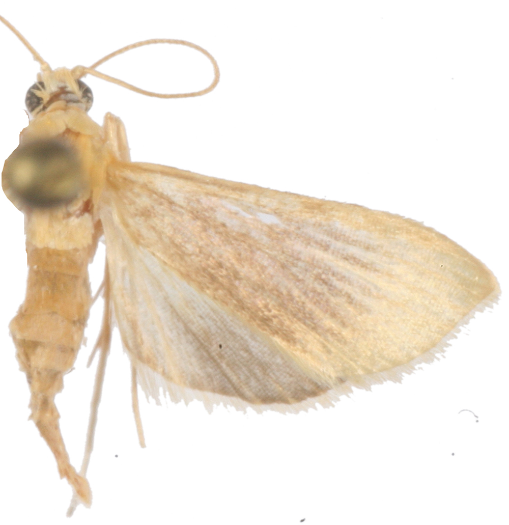 Lepidoplaga sp. 4