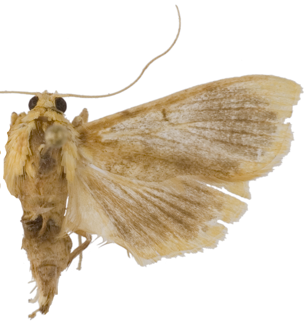 Lepidoplaga sp. 5