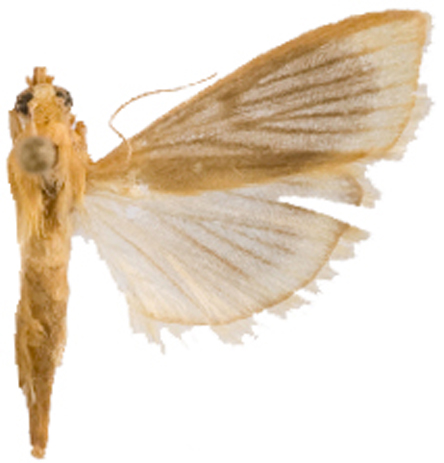 Lepidoplaga sp. 6