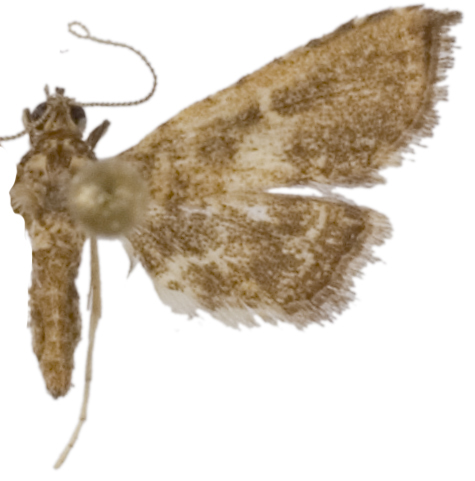 "Massepha" litanalis Walker