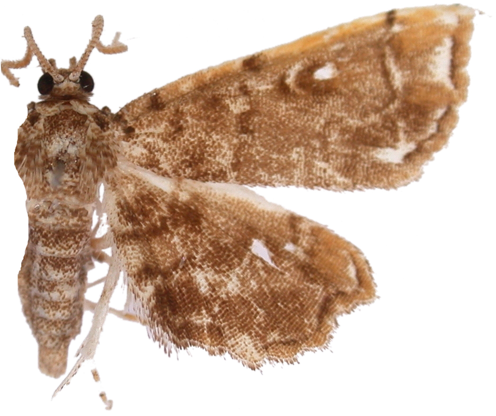 Lygomusotima sp. 1